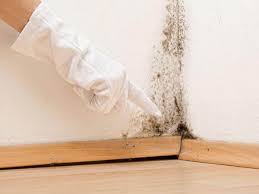 Professional Mold Prevention & Removal  in Sun Valley, PA